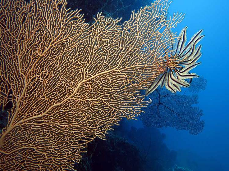 Gorgonian fan with feather star, Russell Islands