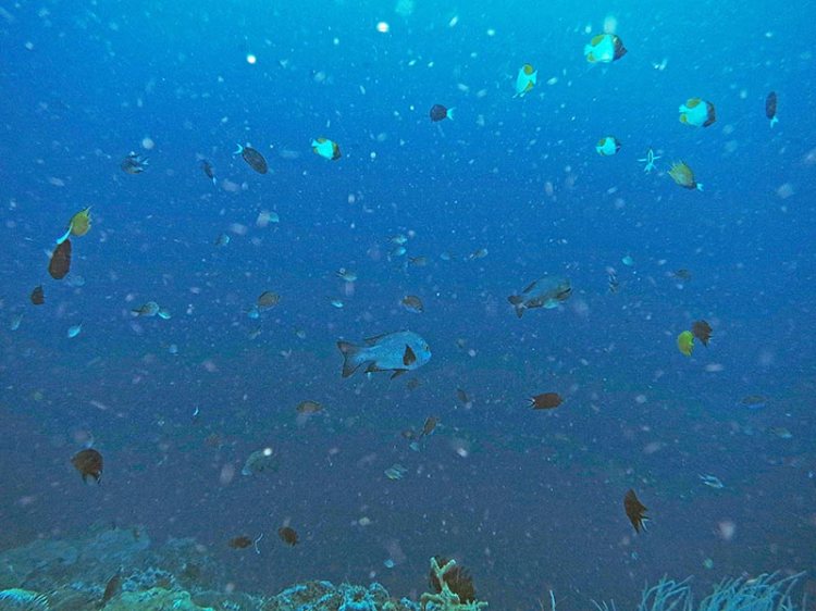 Fishes and plankton aplenty at Rainbow Reef, Russell Islands