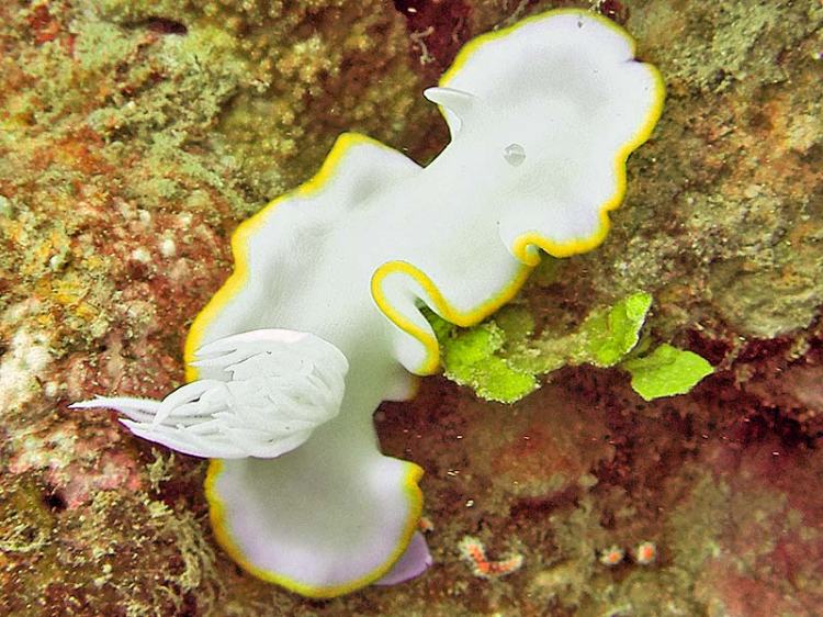 Look carefully and you can find all kinds of cool stuff, like this nudibranch, on B1 (Courtesy R. Duckworth)