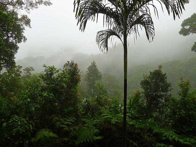 The view from the verandah at the Imbu Rano Lodge to the high peaks of Kolombanggara is spectactular (untouched virgin forests), even in the mist